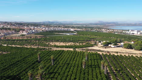 Spain-aerial-shot-over-an-orange-grove-sunny-day-harvesting-fruits